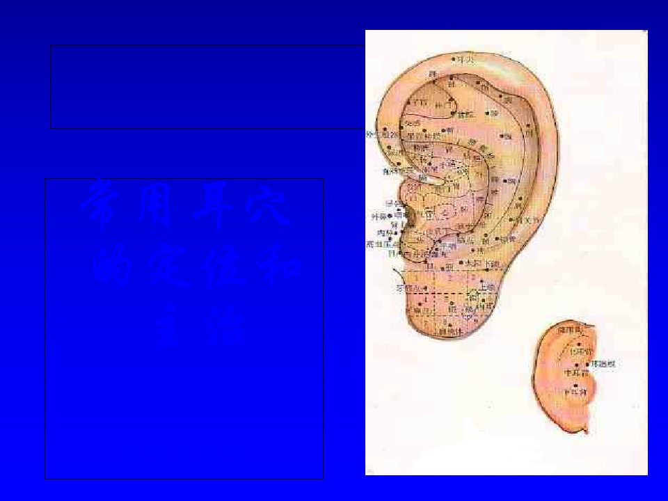 常用耳穴的定位和主治课件