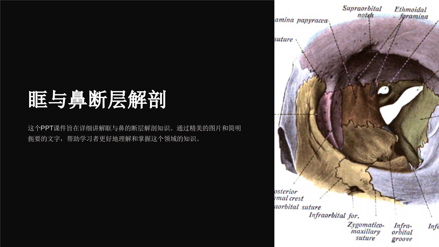 《眶与鼻断层解剖》课件