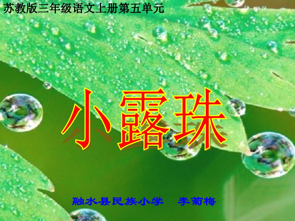 李菊梅教学课件《小露珠》