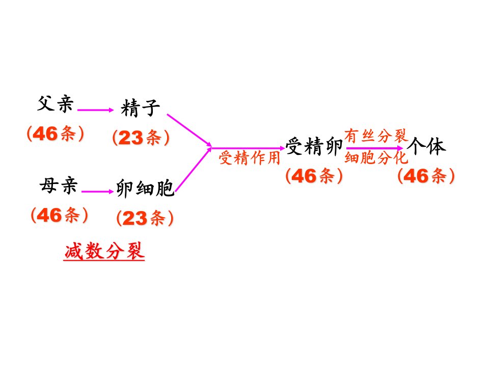 《减裂、受精作用》PPT课件