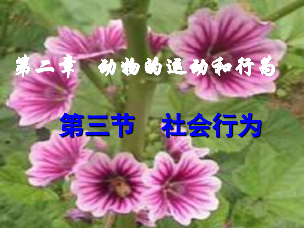 第三节《社会行为》