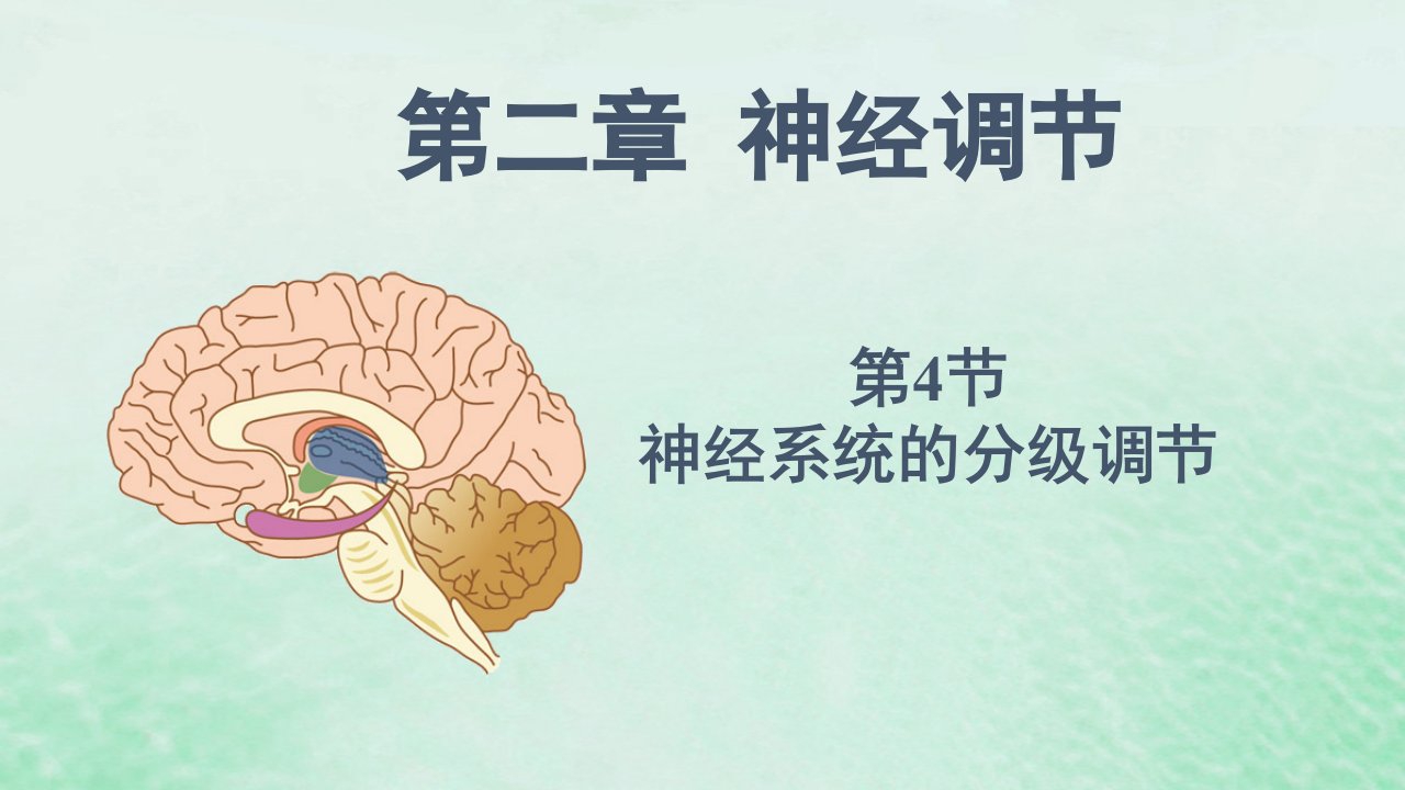 高中生物2.4神经系统的分级调节课件新人教版选择性必修1