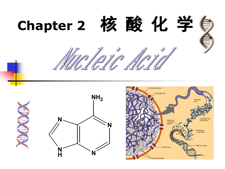 第2章核酸