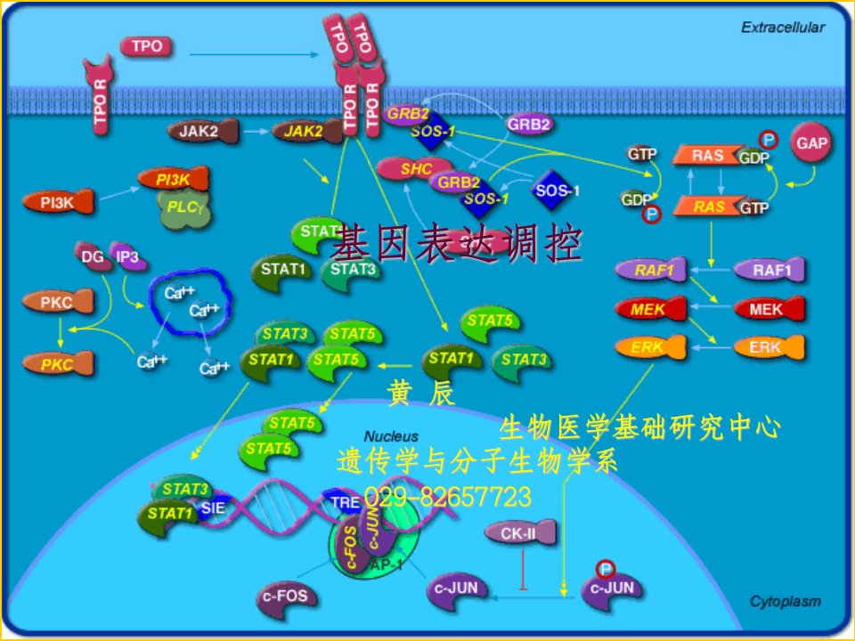 细胞生物学12基因表达调控