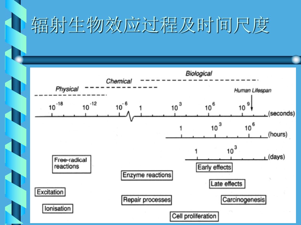 第三章电离辐射效应与法规