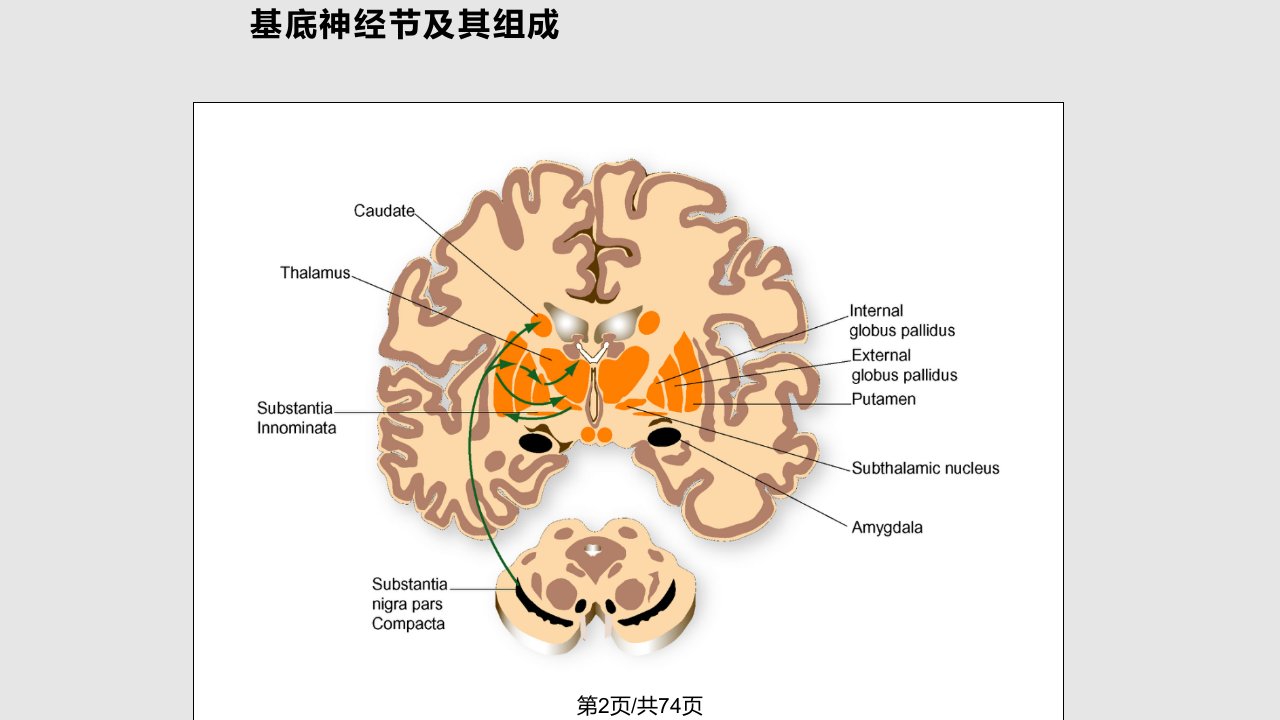 帕金森氏病module学习