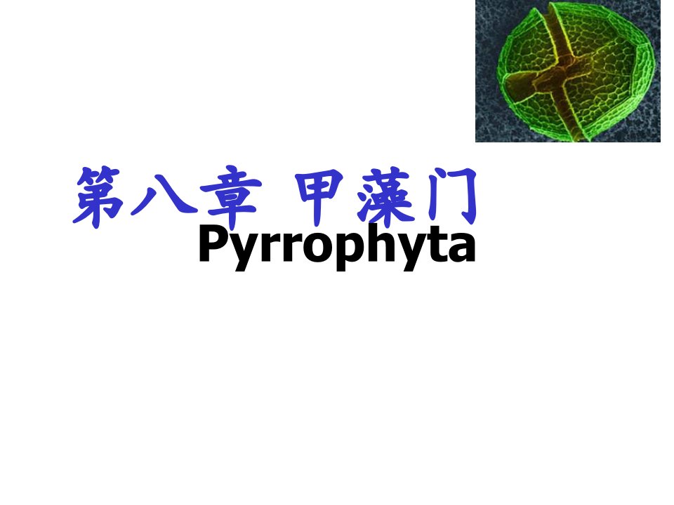 水生生物学第八章甲藻门