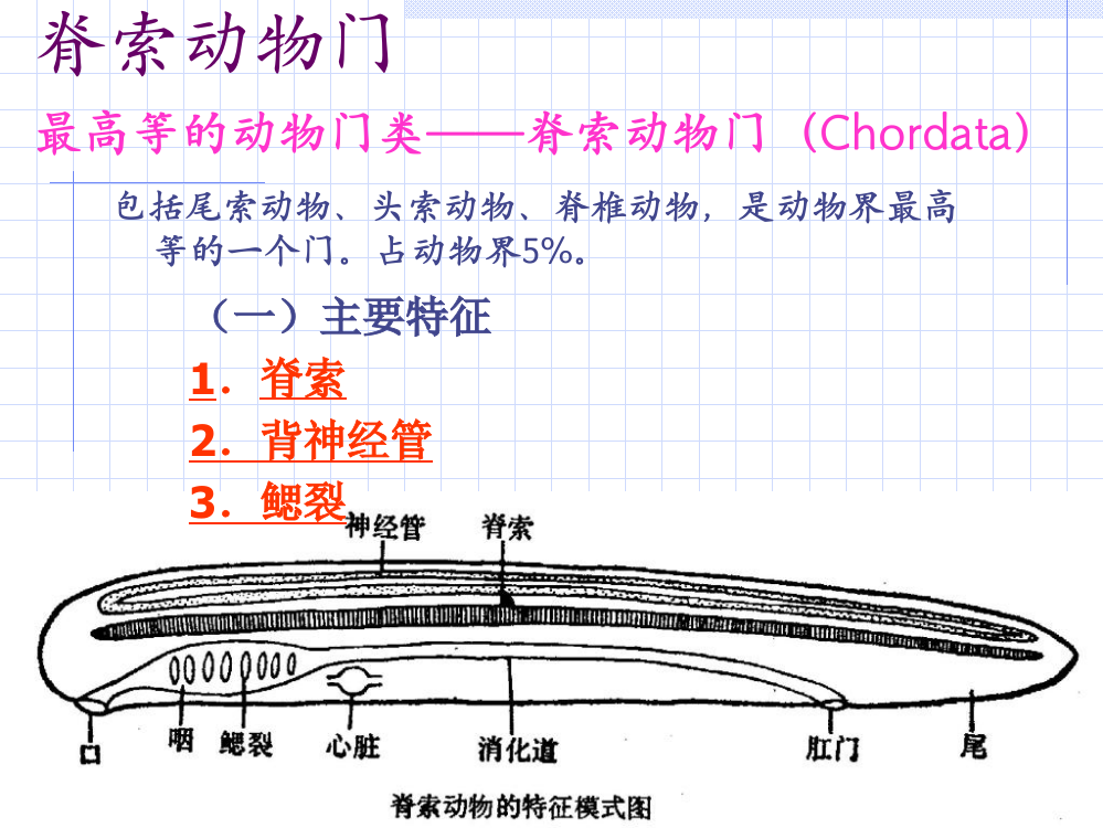 第6章动物界-脊索动物门-1ppt课件