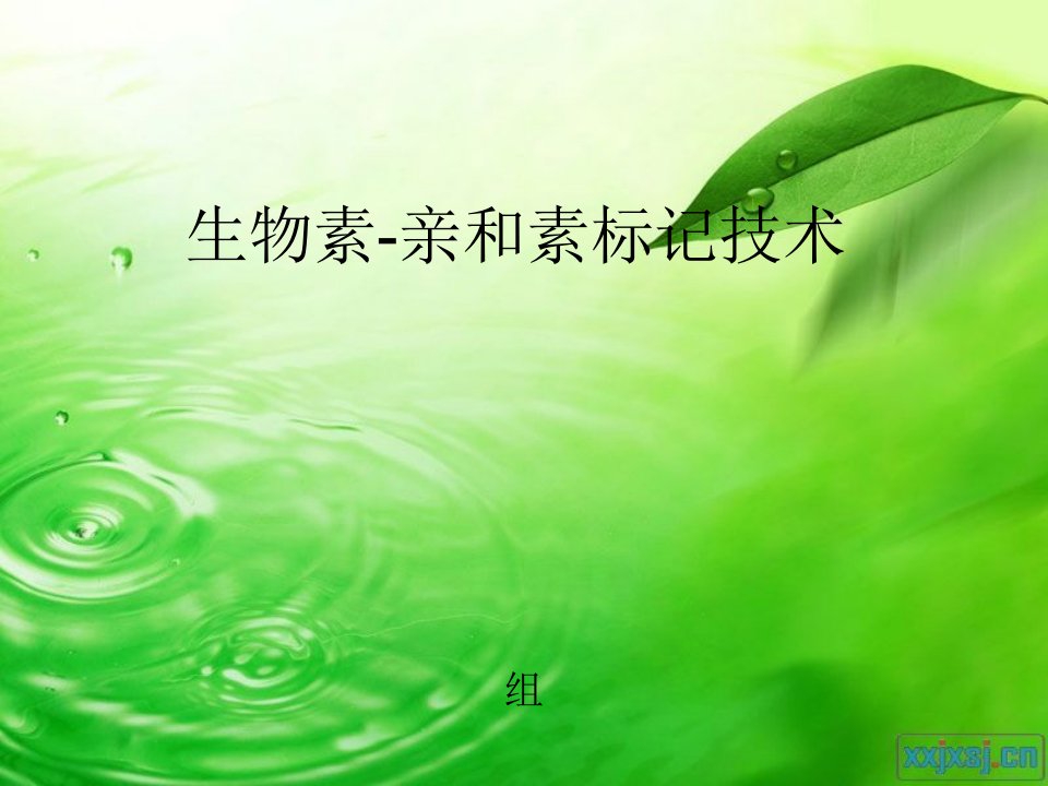 生物素亲与素标记技术完整讲解