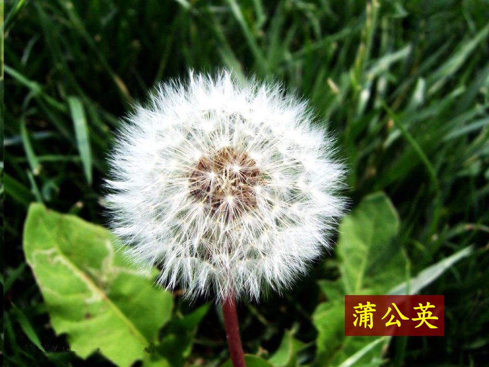 大树和小草