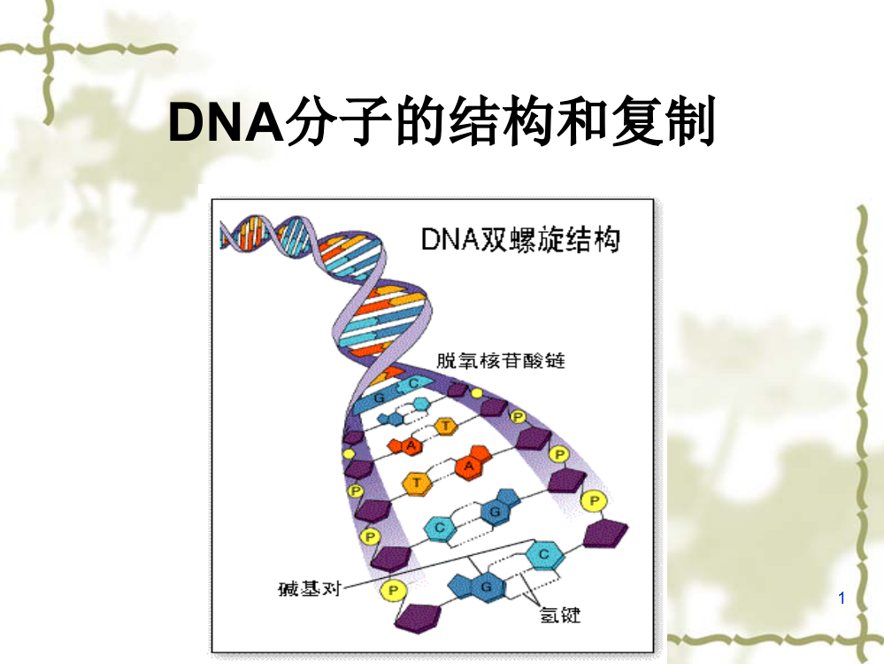 DNA分子的结构和复制ppt课件