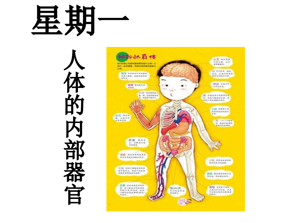 幼儿园主题课人体的内部器官PPT课件