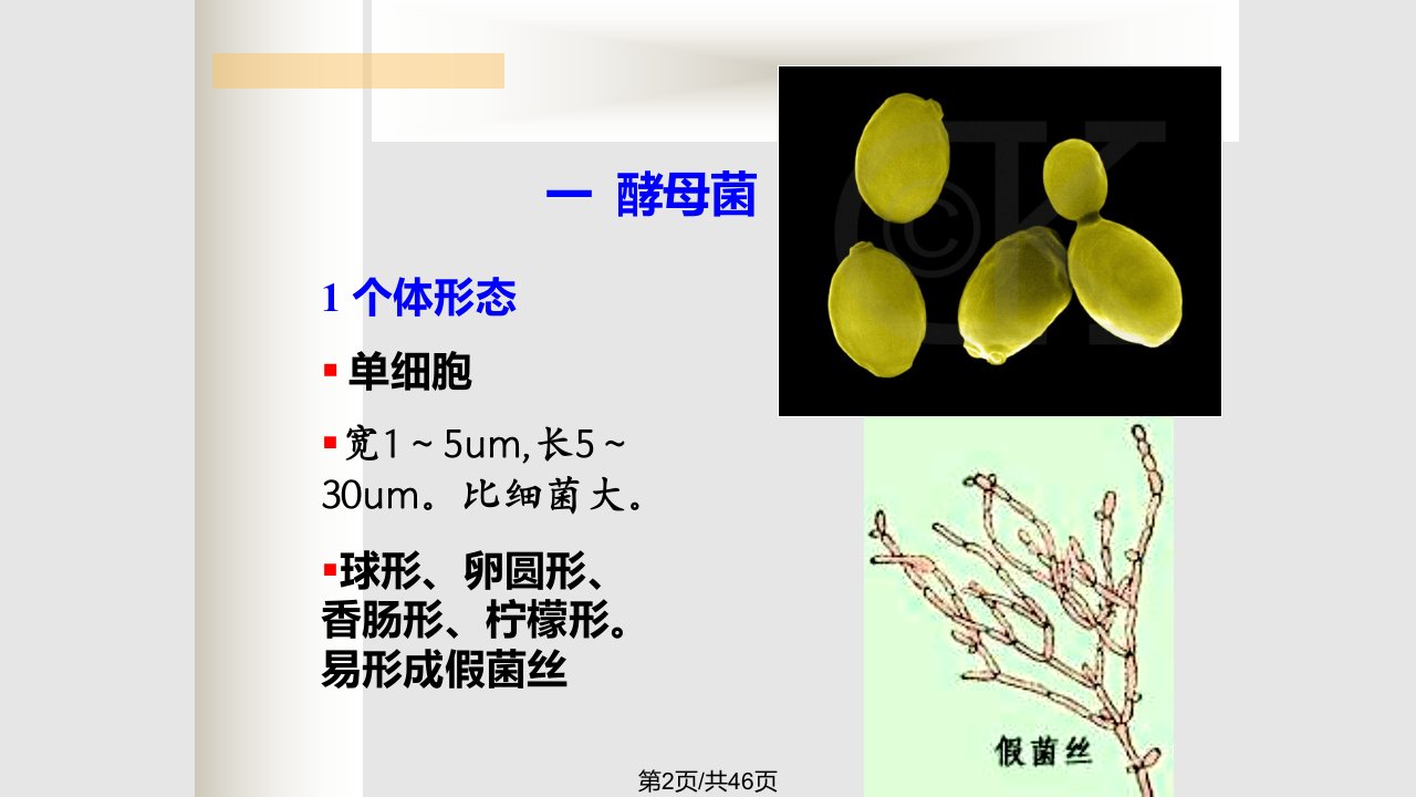 水处理微生物学真核微生物