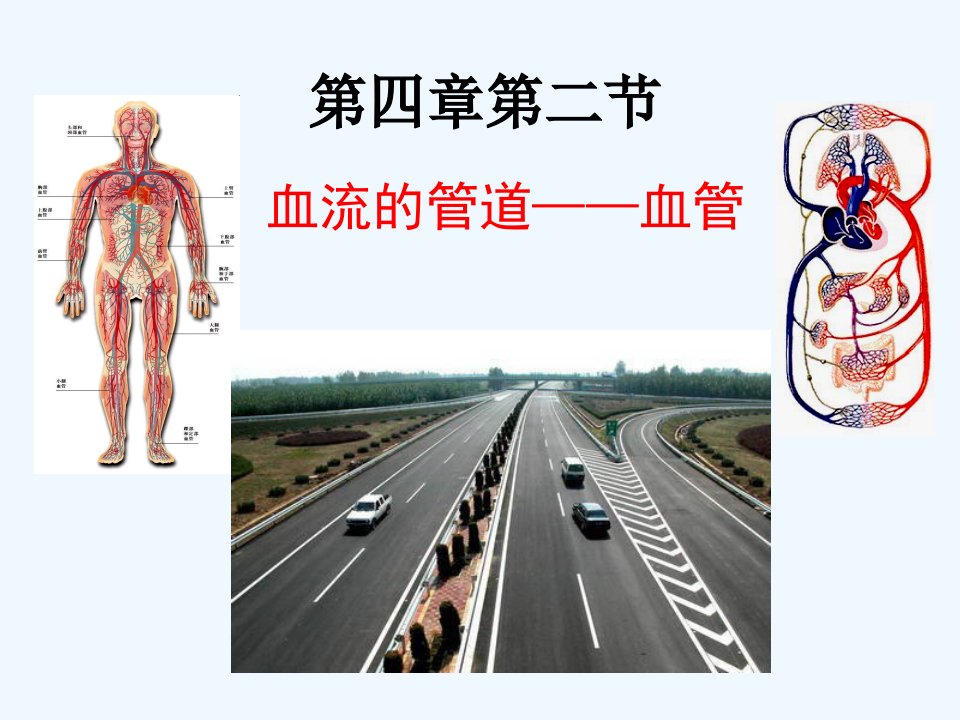 人教初中生物七下《第4单元