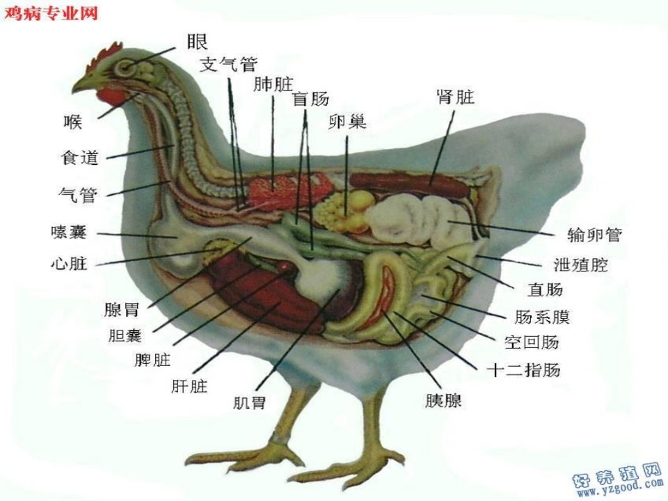 鸡解剖图及各器官常见病分析