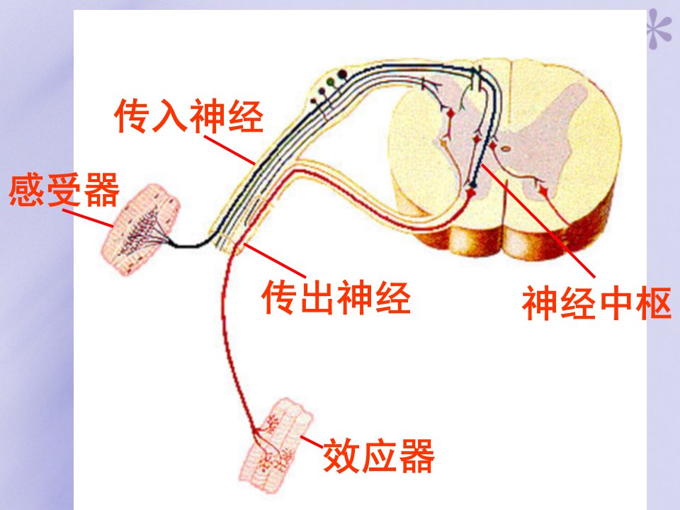 简单反射和复杂反射