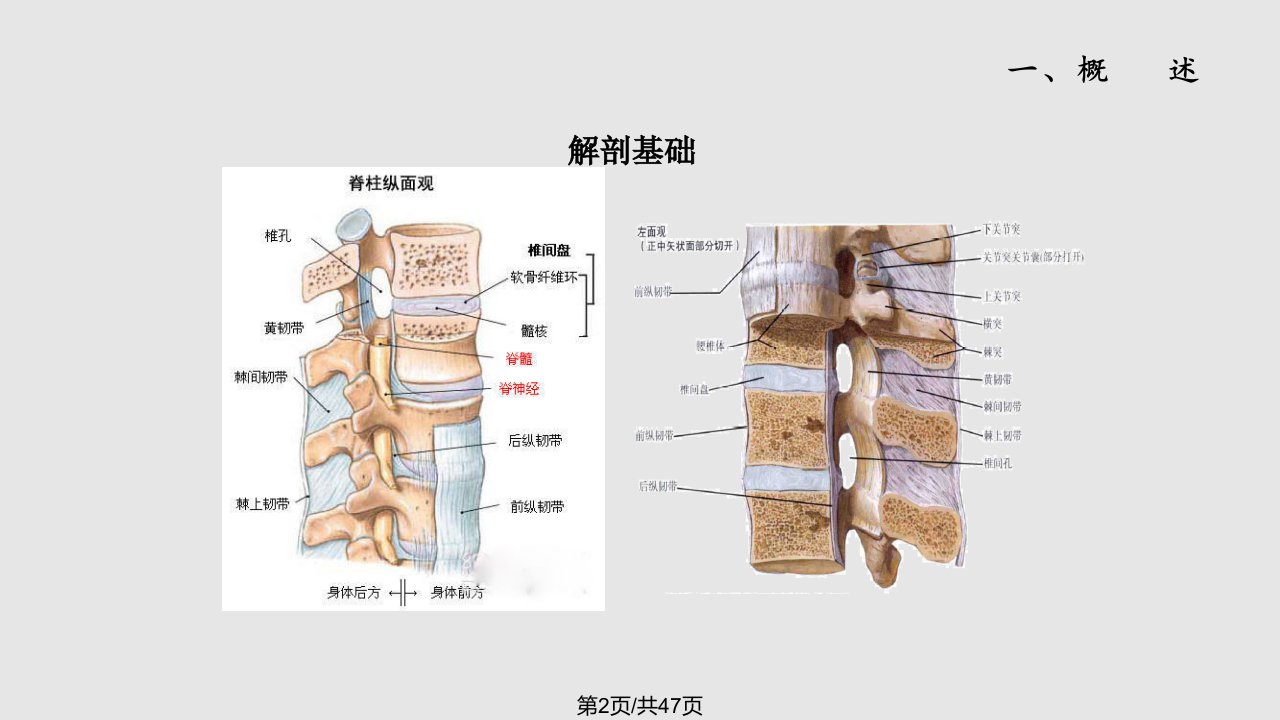 腰椎间盘突出康复