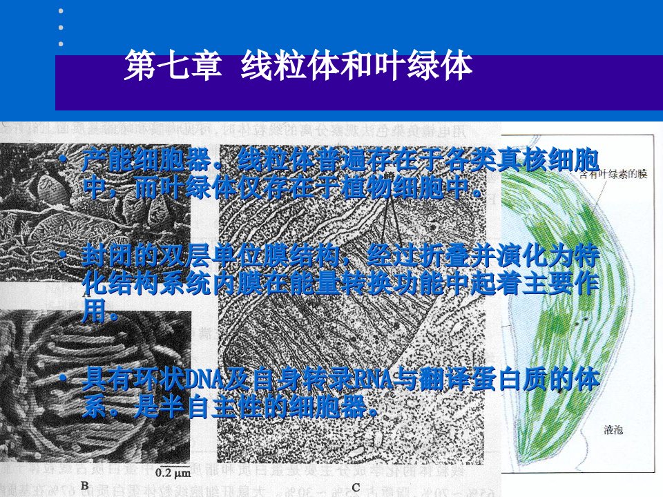 南农细胞生物学5