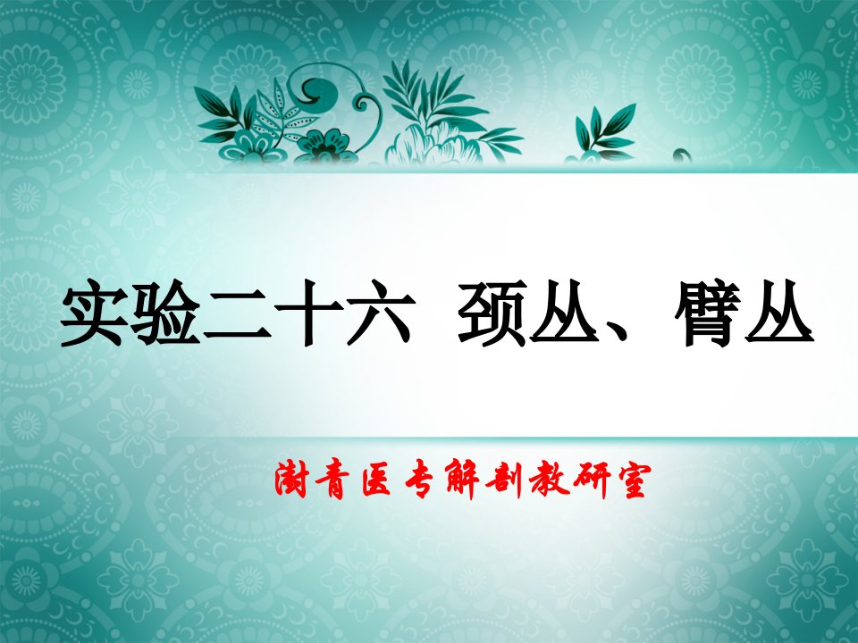 实验二十六颈丛、臂丛