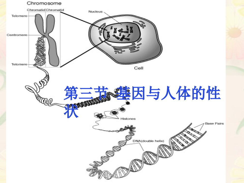 基因与人体性状