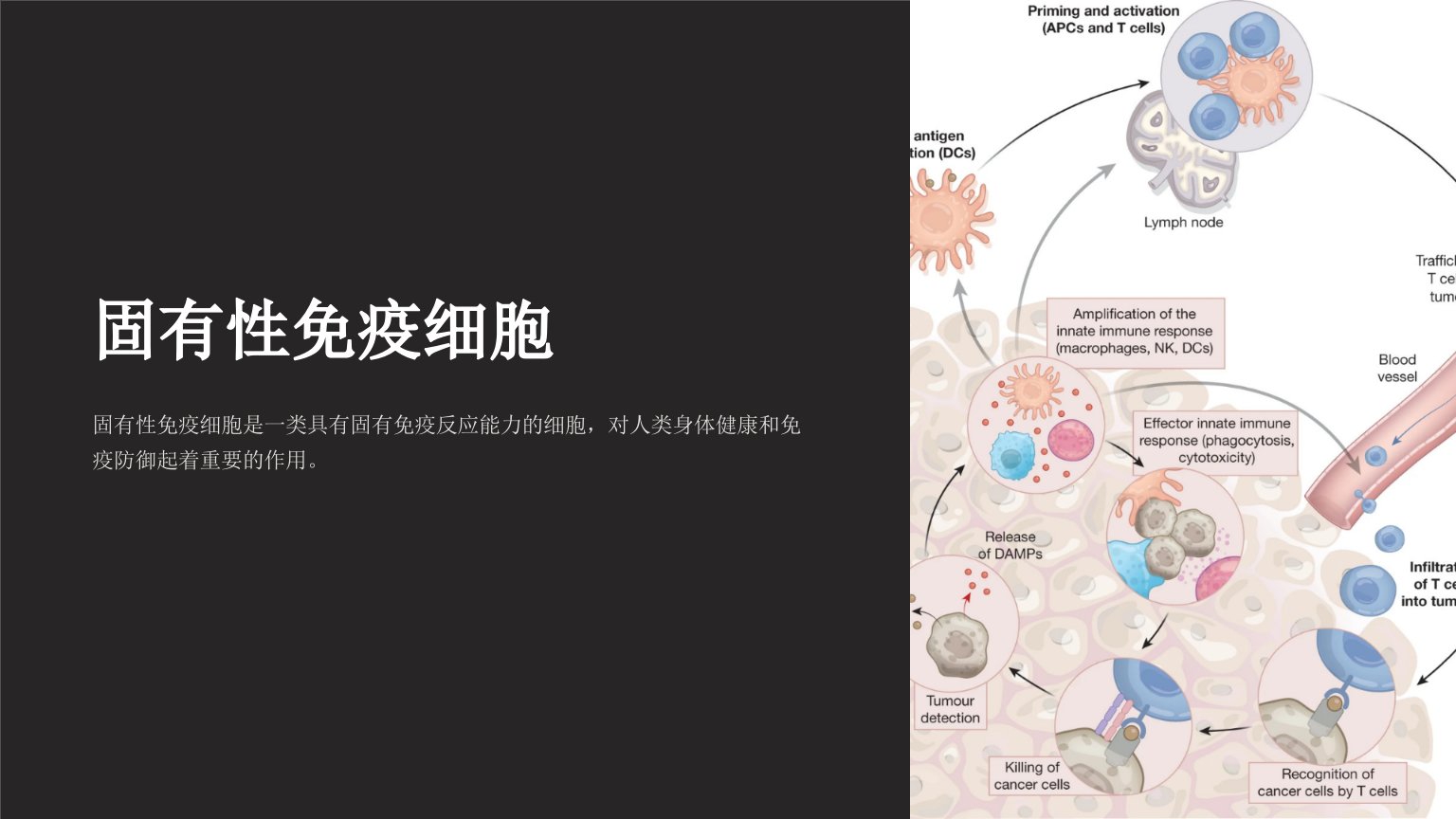 《固有性免疫细胞》课件