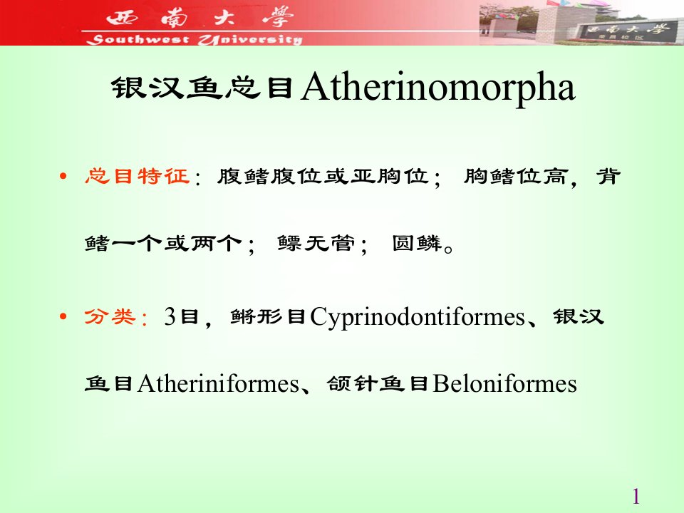 鱼类学课件20银汉鱼总目[精]