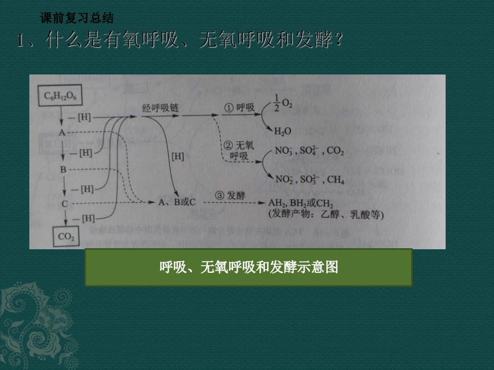 实验五霉菌的形态结构观察