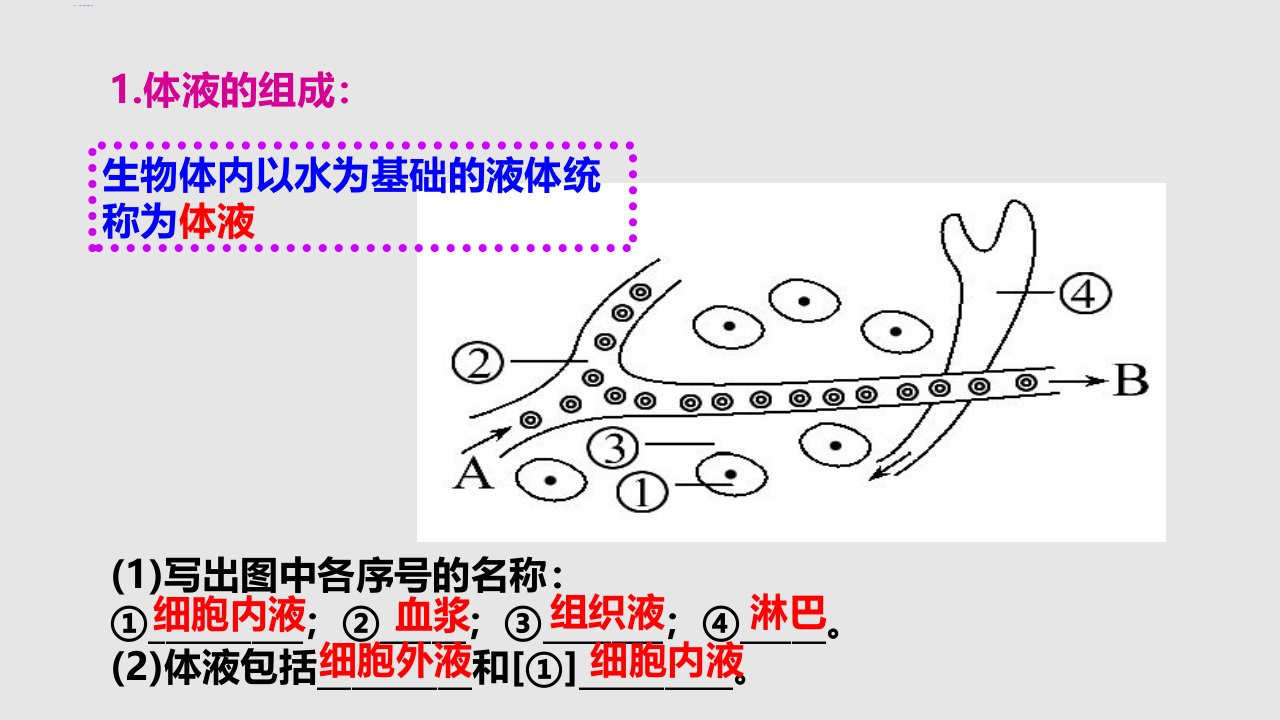 高三生物复习人体内环境与稳态