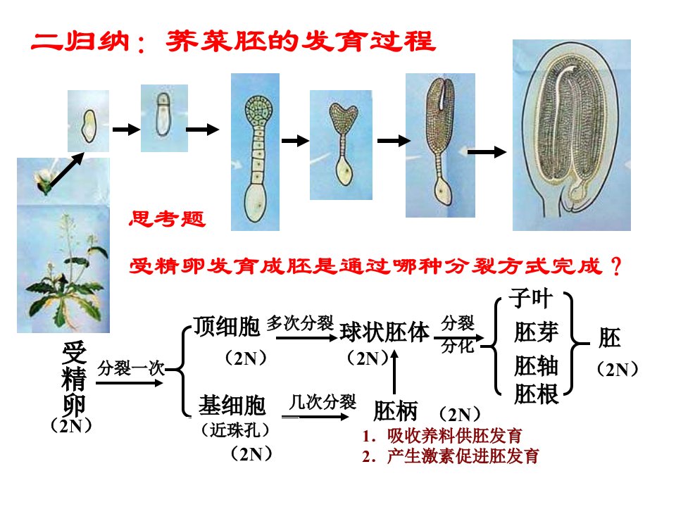 二归纳荠菜胚的发育过程