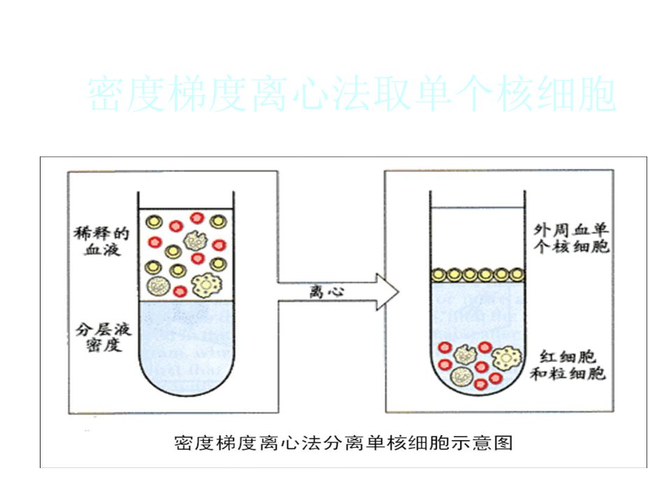 密度梯度离心法取单个核细胞具体方法