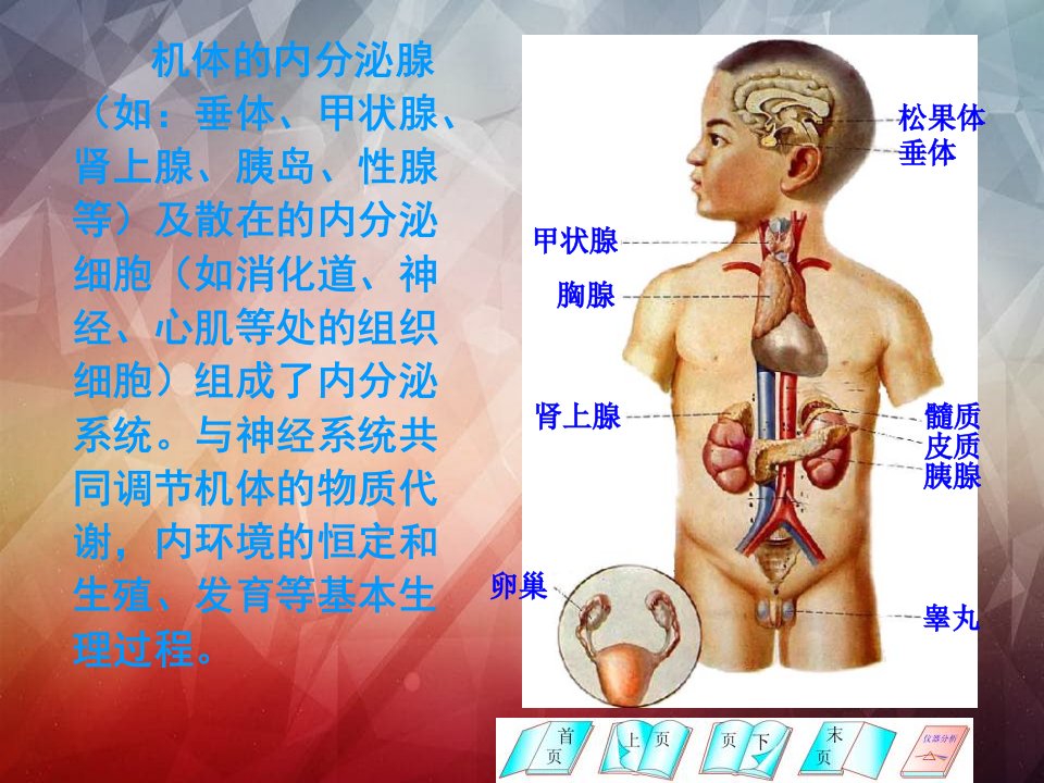 医学课件内分泌功能检查要点