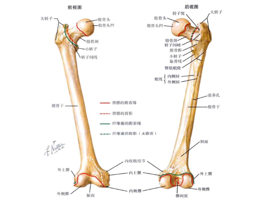 下肢股骨转子间骨折课件