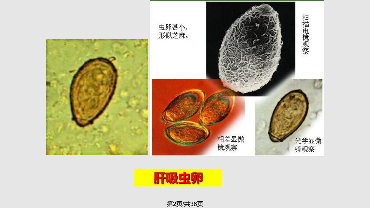 章吸肝姜吸学习