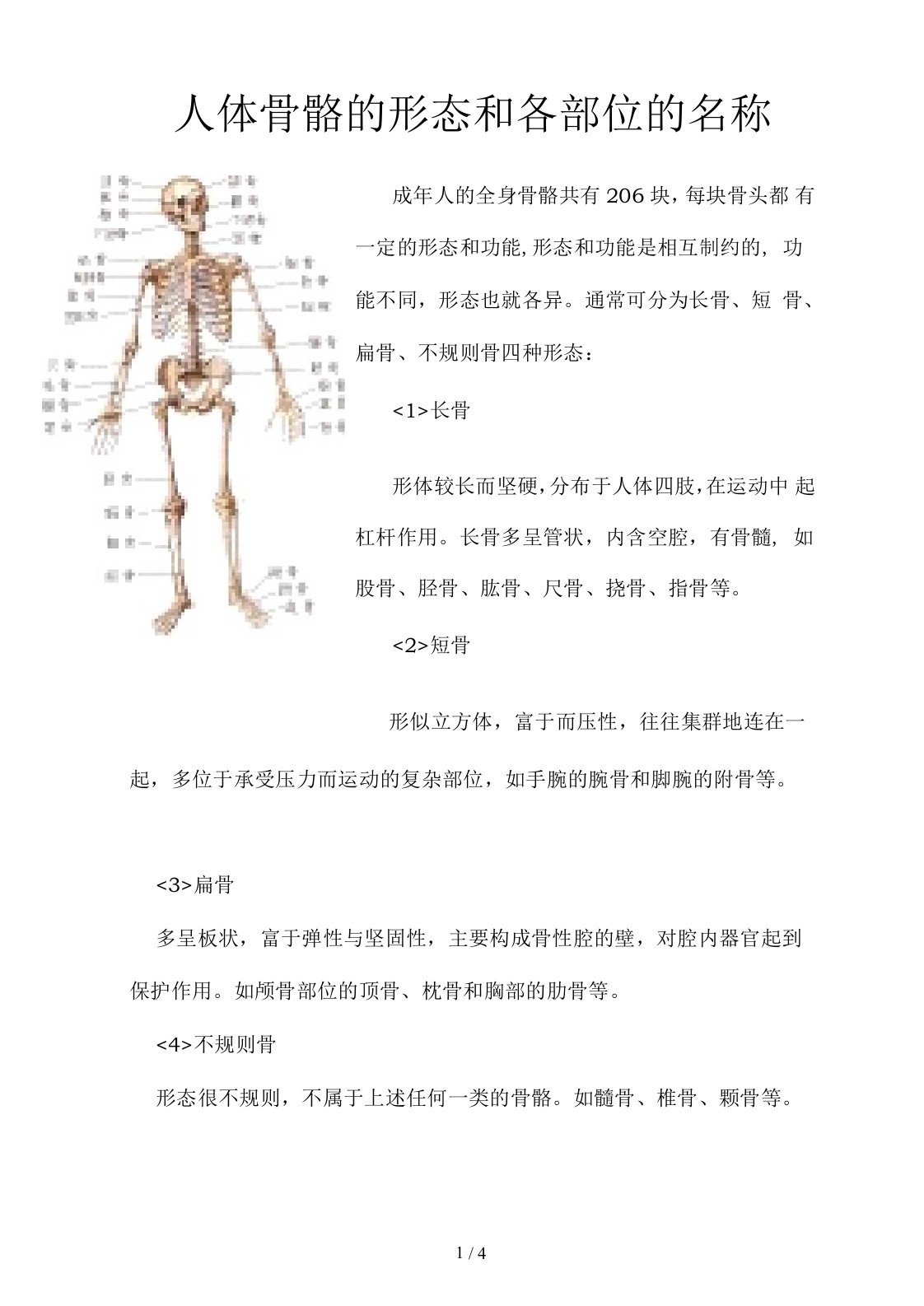 人体骨骼的形态和各部位的名称