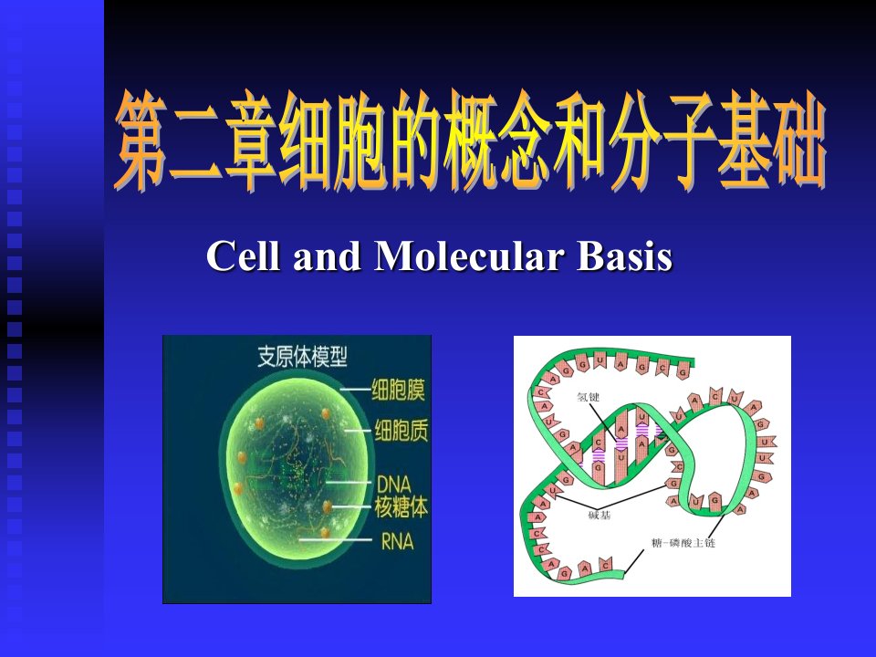 细胞的概念和分子基础