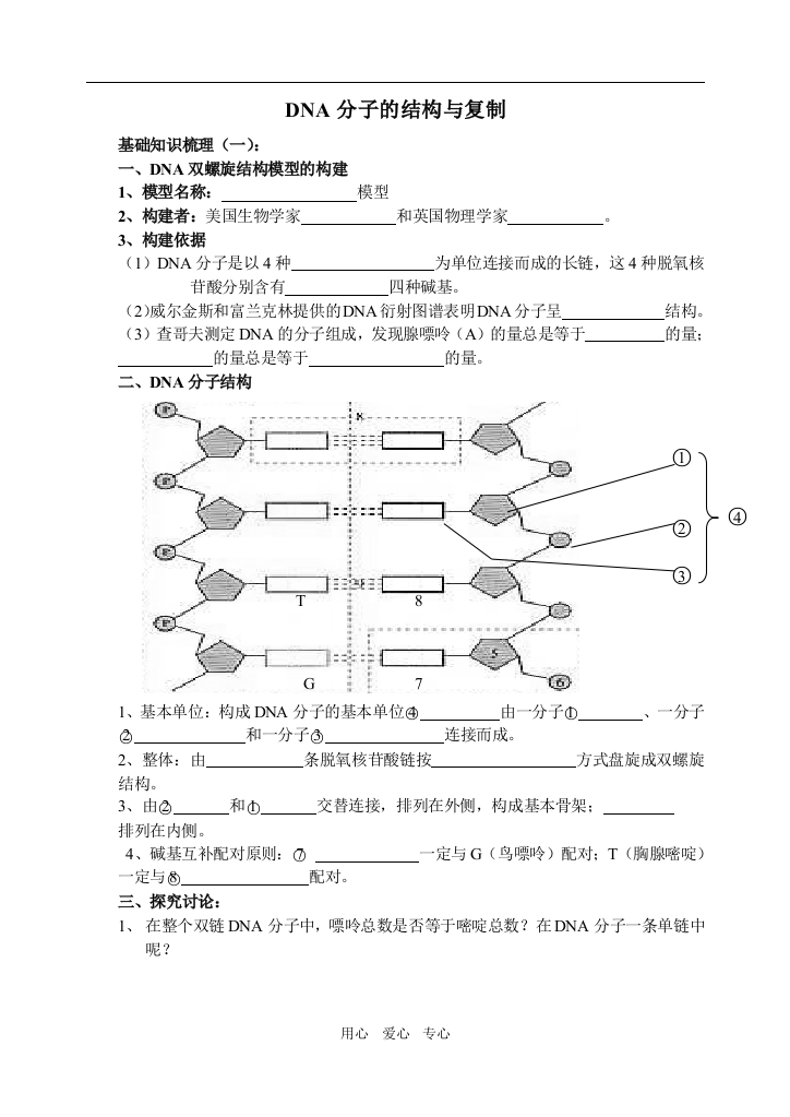 DNA分子的结构与复制