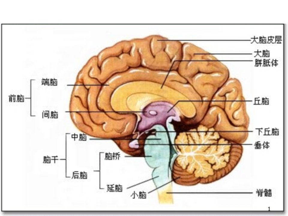 腺垂体功能减退症ppt课件