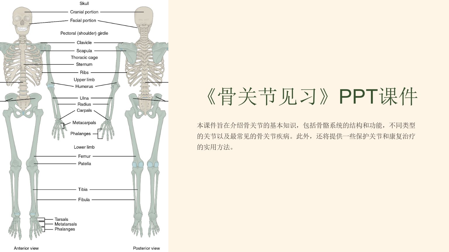 《骨关节见习》课件