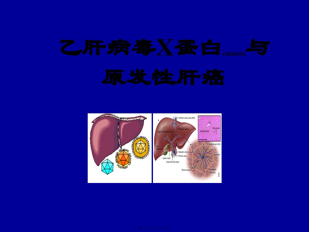 医学专题一HBVX蛋白与原发性肝癌