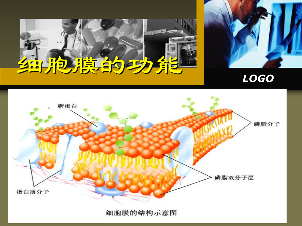 细胞膜的功能ppt课件