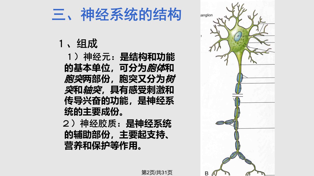 神经系统总论及脊神经