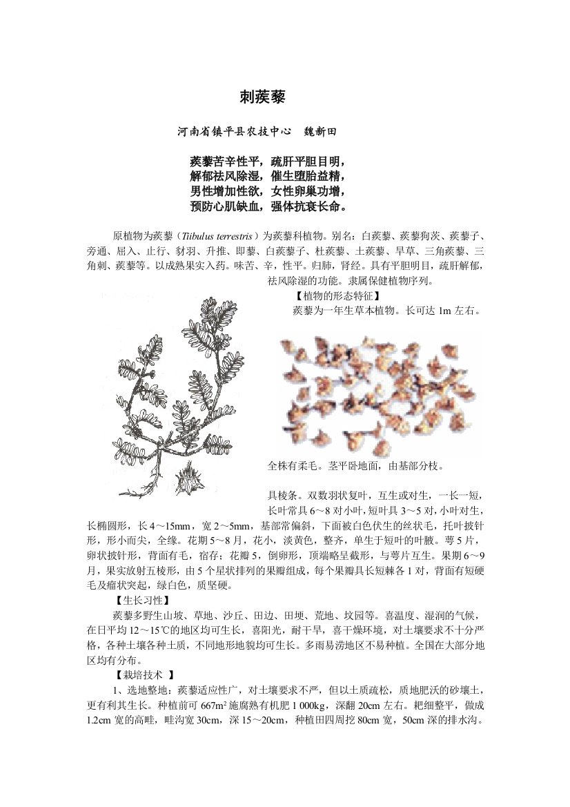 刺蒺藜人工栽培与利用