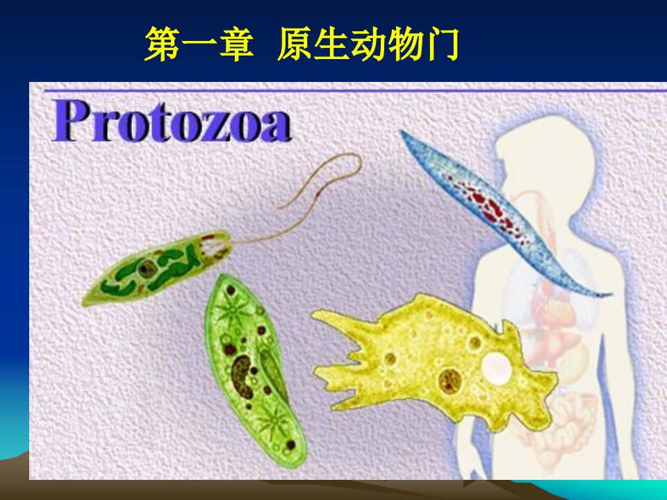 第一章原生动物门Protozoa原生动物门的主要名师编辑PPT课件