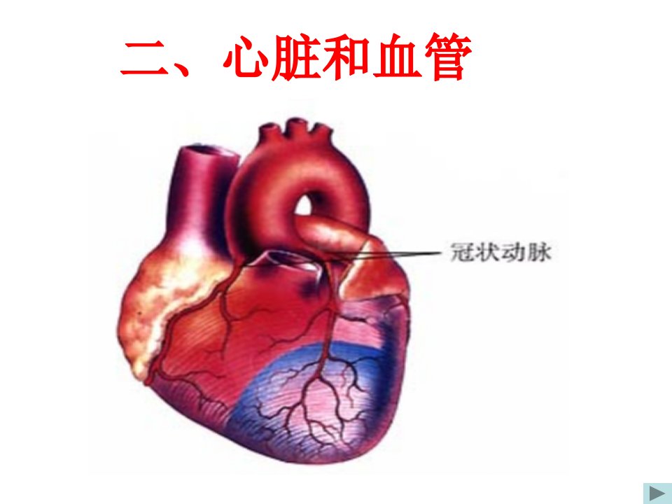 初中生物血液循环