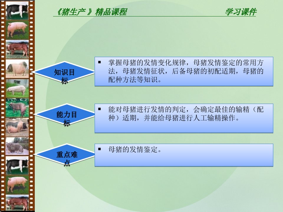 判定母猪发情及配种ppt课件