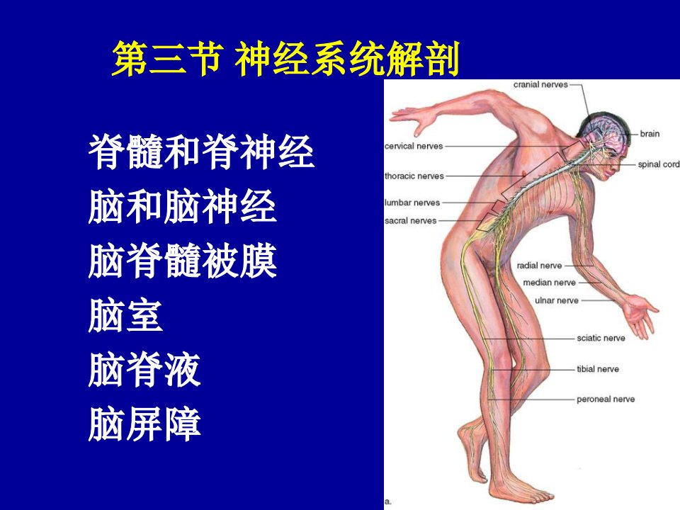 《神经系统解剖》PPT课件