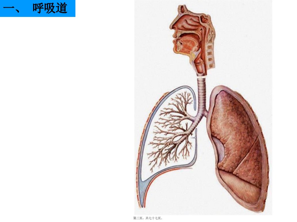 呼吸泌尿系统和男性生殖系统