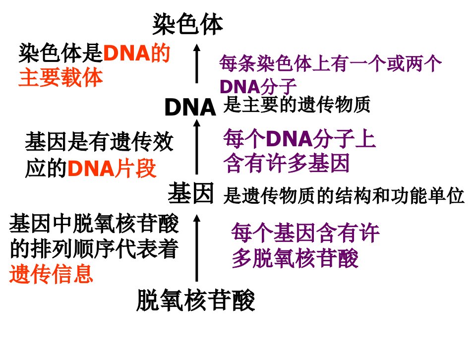 选修班复习1探索遗传物质