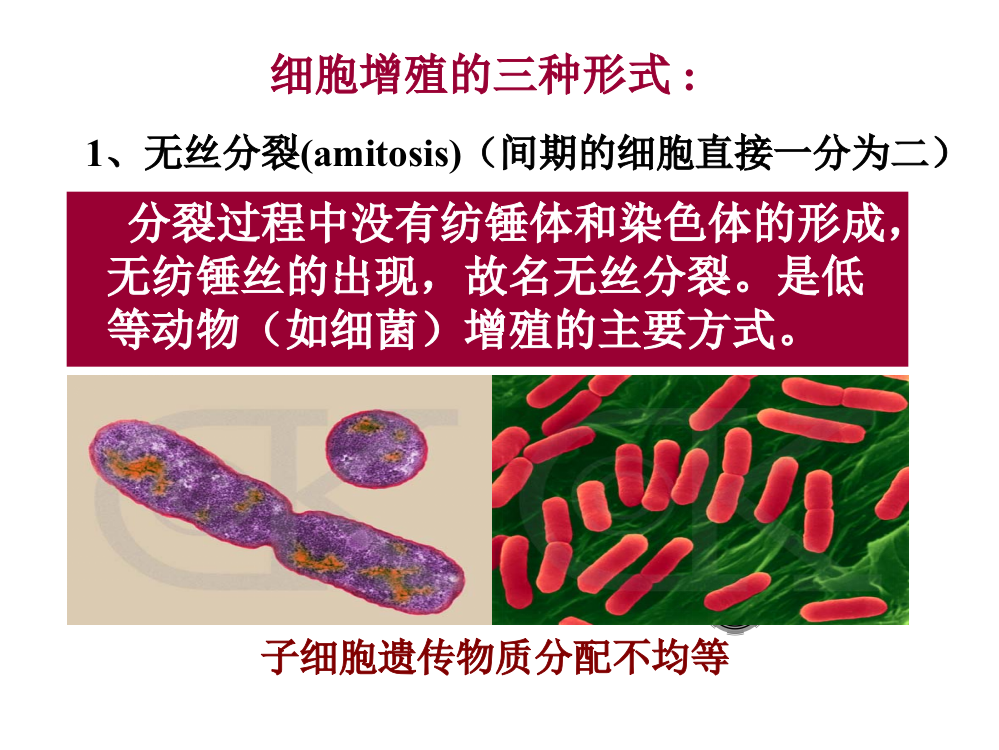 医学细胞生物学细胞的生长和增殖-PPT幻灯片