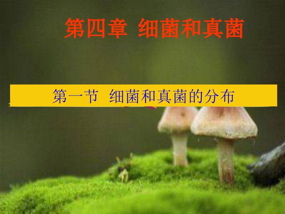 八年级生物细菌和真菌的分布课件上课用